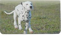 Playful Dalmatians