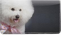 Bichon Frise Portrait