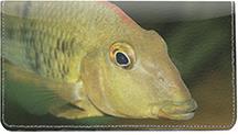 Redhead Cichlid