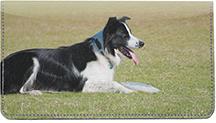 Border Collies At Play