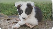 Border Collie Puppies