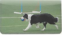 Playful Border Collies