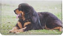 Tibetan Mastiff