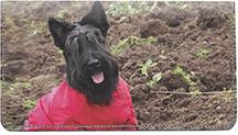 Cute Scotties