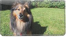 Happy Sheltie