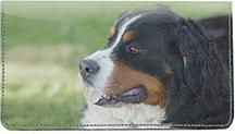 Playful Bernese Mountain Dogs