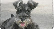 Cute Miniature Schnauzers