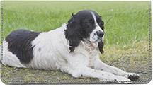 Black Springer Spaniels