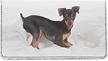 Miniature Pinschers