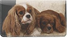 Pretty Cavalier King Charles Spaniels