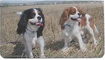 Cavalier Fun