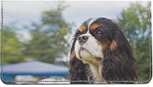 Tricolor Cavalier King Charles Spaniels