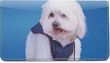Pretty Havanese