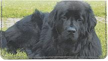Newfoundlands