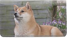 Shiba Inus