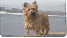 Cairn Terriers