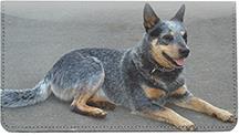 Grey Australian Cattle Dogs