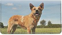 Tan Australian Cattle Dogs