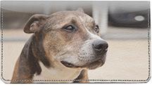 American Staffordshire Terriers
