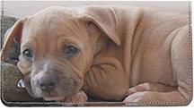 American Staffordshire Pups