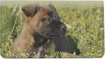 Belgian Malinois Puppies