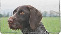 German Wirehaired Pointer