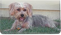 Silky Terriers