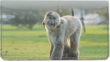 Grey Afghan Hounds
