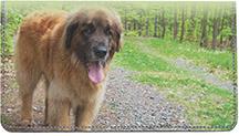 Leonbergers