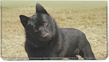 Schipperkes