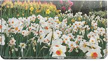 Daffodil Field