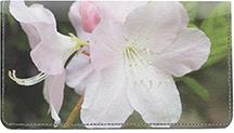 White Rhododendron