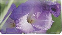 Gladiolus