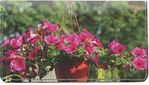 Potted Petunias