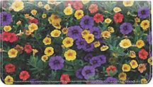 Petunias