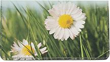 Daisies