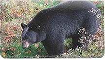 Black Bears Leather Checkbook Cover