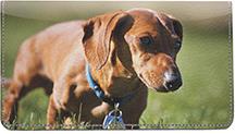 Diminutive Dachshunds
