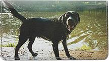Black Labradors Leather Checkbook Cover