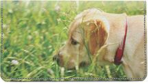 Yellow Labs