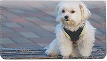Bichon Frises