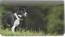 Border Collies