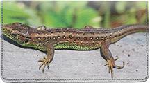 Lizards
