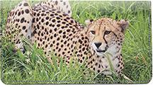 Cheetahs