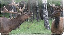 Elk