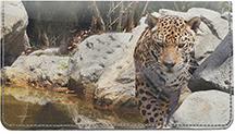 Leopards