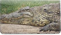 Gators and Crocs