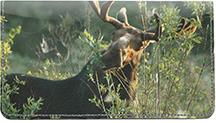 Moose