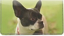 Boston Terriers