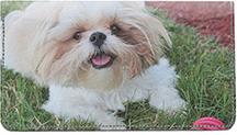 Shih Tzus
